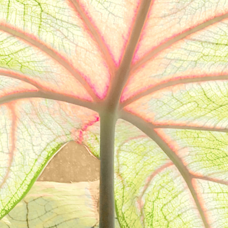 Sunlit translucent leaf with delicate pink veins