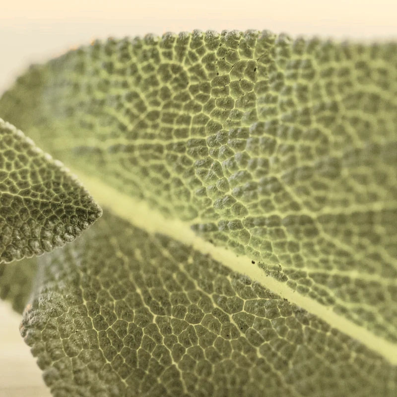 Macro view of a softly lit green leaf and its fine veins
